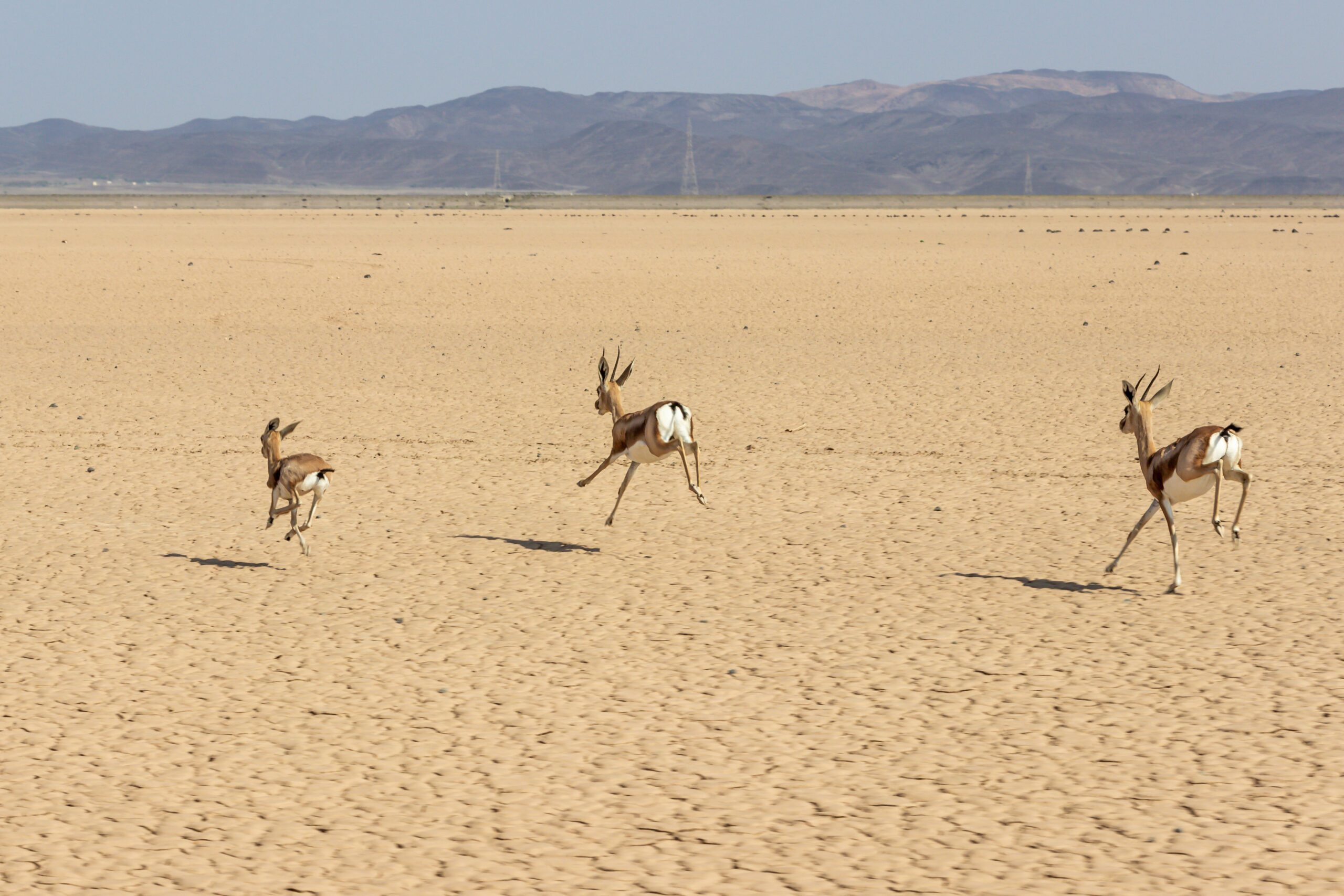 Exhibit Echo, Beauty of wildlife by Camille Massida Photography